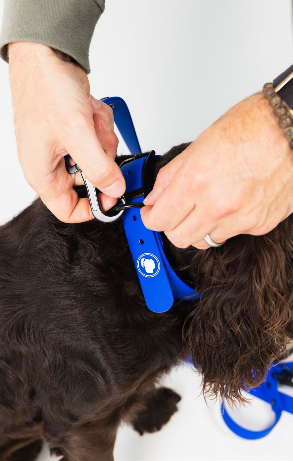 Royal Blue Collar (Weather + Odor Resistant)